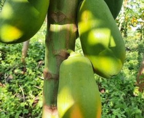 Đu Đủ Ruột Vàng - chuẩn xuất khẩu