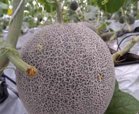 Dưa lưới Khải Nguyên Farm - Lâm Đồng