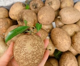 Sapoche Da Cám - Khải Nguyên Farm